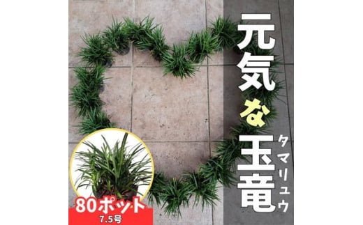 ＜産地直送＞元気なタマリュウ(7.5pot)80本セット[約2平方メートル分]【1036705】 742061 - 三重県鈴鹿市