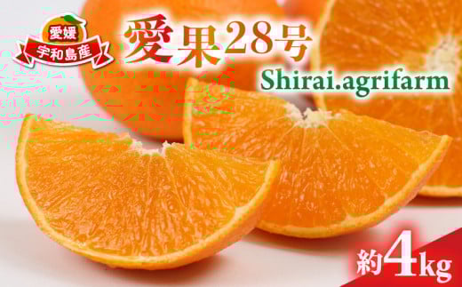 愛果28号 約4kg L~3L サイズ Shirai.agrifarm 先行予約 みかん 愛媛ミカン 愛媛蜜柑 mikan 柑橘 果物 くだもの フルーツ 高級 ブランド 限定 品種 濃厚 甘い 甘味 蜜柑 ゼリー プルプル 産地直送 農家直送 数量限定 国産 愛媛 宇和島 B020-115004 2140934 - 愛媛県宇和島市