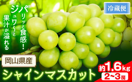 シャインマスカット 1.6kg以上(2-3房)【配送不可地域あり】 花田青果株式会社《2025年9月上旬-10月末頃出荷》マスカット 送料無料 岡山県 浅口市 シャインマスカット ぶどう フルーツ 果物 贈り物 ギフト