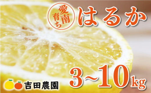 選べる内容量 3kg 〜 10kg 先行予約 はるか 3kg 5kg 10kg 7000円 9000円 15000円 みかん 国産 産地直送 農家直送 期間限定 数量限定 ビタミン 特産品 人気 限定 さわやか 甘い フルーツ 果物 果実 柑橘 蜜柑 糖度 果樹園 おいしい 愛媛 みかん ブランド オレンジ 大小 サイズ ミックス ゼリー ジュース ハニーレモン 風味 愛南町 愛媛県 吉田農園