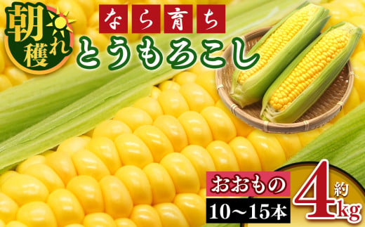 【 令和7年分 先行予約 】【 なら 育ち 】 鮮度 命 ！ 朝 採れ ！ 当日 出荷 ！ とうもろこし 約 4kg ( 10本 ～ 15本 ）| 野菜 やさい ヤサイ  ベジタブル とうもろこし コーン おおもの 黄色 鮮度 良 ポタージュ スープ 奈良県 五條市  1748373 - 奈良県五條市