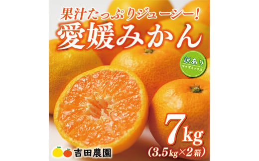 先行予約 訳あり 愛媛みかん 合計 7kg ( 3.5kg × 2箱 ) 14000円 愛媛 みかん 温州みかん こたつ みかん mikan 蜜柑 ミカン 家庭用 産地直送 国産 農家直送 糖度 期間限定 数量限定 特産品 ゼリー ジュース アイス 人気 限定 甘い フルーツ 果物 柑橘 先行 事前 予約 受付 ビタミン 美味しい おいしい サイズ ミックス 愛南町 愛媛県 吉田農園