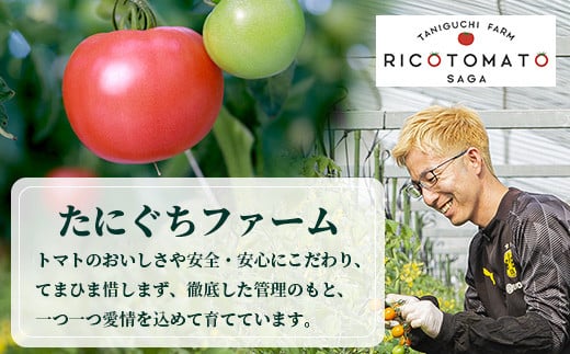 先行予約】 たにぐちファーム とりこになるトマト【3.5kg以上×3回定期 