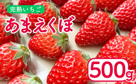 いちご 500g あまえくぼ 2パック  ( 2025年 1月 以降 発送予定 ) 朝採れ 期間限定 人気 果物 フルーツ 新鮮 旬 冬 春 ケーキ ショートケーキ デザート ギフト 贈り物 贈答 イチゴ 苺 ストロベリー 徳島県 吉野川市 あんいちご園