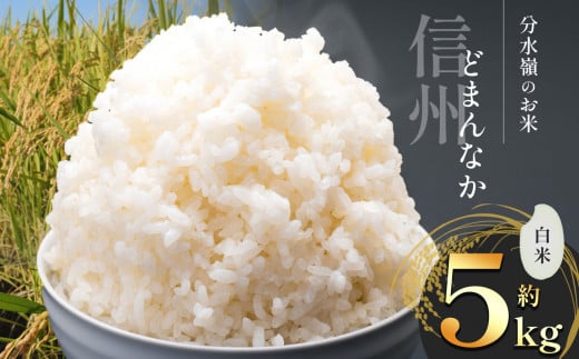 新米 白米 約5kg | お米 ふっくら 甘み こだわり 減農薬 ご飯 朝ごはん 人気 長野県 塩尻市