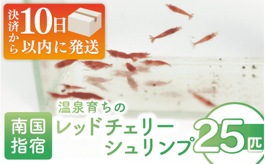 [10営業日以内に発送][温泉育ち]レッドチェリーシュリンプ25匹(月照舎/010-1691) 水草 エビ シュリンプ メダカ 掃除 苔 苔掃除 観賞 水槽 熱帯魚 インテリア ナチュラル 自然 アクアリウム ペット 観賞用 温泉 温泉水 かけ流し 飼育 国産 指宿 いぶすき[配送不可地域:北海道・沖縄県・離島]