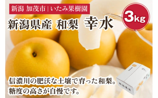 【2025年先行予約】新潟県産 厳選 幸水梨 3kg（7～9玉）《8月上旬以降発送》果物 フルーツ こうすい 加茂市 いたみ果樹園 1074304 - 新潟県加茂市