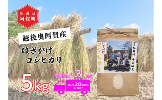 《令和6年産米》【定期便】3回　越後奥阿賀産はざがけ（天日干し）コシヒカリ　5kg（1袋） 1520299 - 新潟県阿賀町