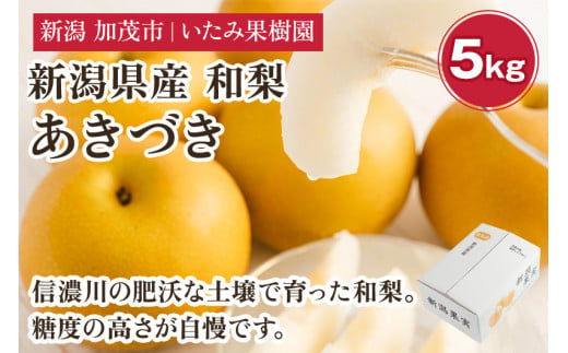 【2025年先行予約】新潟県産 厳選 和梨  あきづき 5kg（8～12玉）《9月上旬以降発送》果物 フルーツ  加茂市 いたみ果樹園        1503868 - 新潟県加茂市