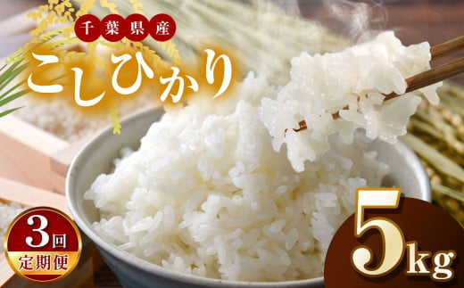 【新米・令和6年産】【3回定期便】君津市産こしひかり（精米）5kg | JA さだもと 米 こめ お米 おこめ 白米 精米 定期便 定期 千葉県 君津市 きみつ 1521195 - 千葉県君津市