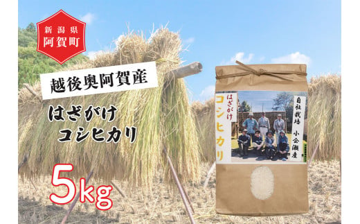 《令和6年産米》 越後奥阿賀産はざがけ（天日干し）コシヒカリ　5kg（1袋） 1520297 - 新潟県阿賀町