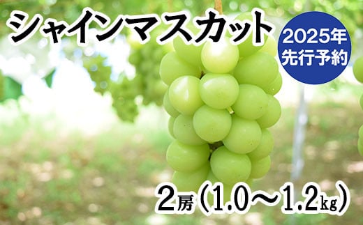 [2025年発送分 先行予約]シャインマスカット 1.0~1.2kg (2房) シャイン マスカット フルーツ 山梨県産 果物 くだもの ぶどう ブドウ 葡萄 種なし 種なし 産地直送 先行予約 富士川町