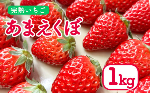 いちご 1kg あまえくぼ 4パック ( 2025年 1月 以降 発送予定 ) 朝採れ 期間限定 人気 果物 フルーツ 新鮮 旬 冬 春 ケーキ ショートケーキ デザート ギフト 贈り物 贈答 イチゴ 苺 ストロベリー 徳島県 吉野川市 あんいちご園