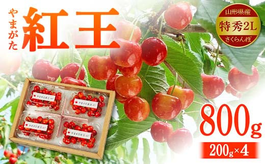 【令和7年先行予約】山形県産 さくらんぼ やまがた紅王 特秀2L800g（200g×4） FSY-2147 1535849 - 山形県山形県庁