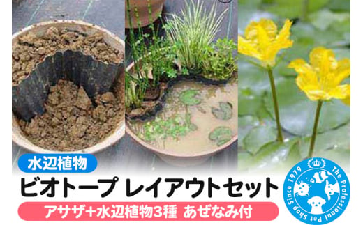 水辺植物 ビオトープレイアウトセット（アサザ+水辺植物3種 あぜなみ付） 962155 - 群馬県邑楽町