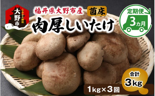 【3ヵ月定期便】菌床肉厚しいたけ（福井県大野市産）1kg×3回　計3kg 1505883 - 福井県大野市