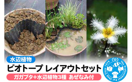 水辺植物 ビオトープレイアウトセット（ガガブタ+水辺植物3種 あぜなみ付） 962156 - 群馬県邑楽町