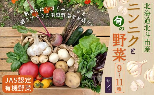 【JAS認定有機野菜】北斗市産 ニンニクと野菜9～11種類野菜セット 紙箱入(季節で種類が変更) ふるさと納税 人気 おすすめ ランキング ニンニク にんにく 国産 野菜 旬 セット 有機野菜 無農薬 有機栽培 紫アスパラ 紫からし菜 からし菜 南瓜 かぼちゃ サニーレタス ルッコラ レッドオーク レッドロメイン グリーンオーク グリーンロメイン 玉レタス 北海道 北斗市 送料無料 HOKB024 619240 - 北海道北斗市