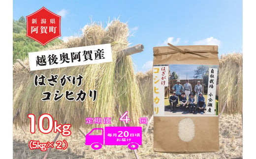 《令和6年産米》【定期便】4回　越後奥阿賀産はざがけ（天日干し）コシヒカリ　10kg（5kg×2袋） 1520305 - 新潟県阿賀町