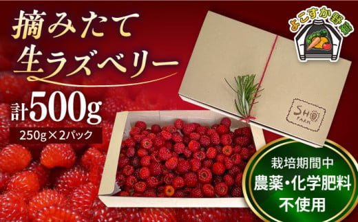 【先行予約】【数量限定】ラズベリー 生食用 250g×2パック 計500g【SHO farm】 [AKDD001] 1527096 - 神奈川県横須賀市