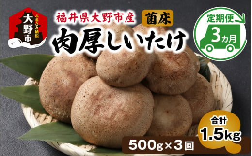 【3ヵ月定期便】菌床肉厚しいたけ（福井県大野市産）500g×3回　計1.5kg