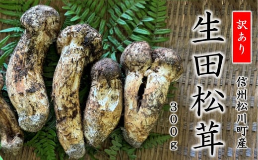 BE08-24B 【訳あり】梅松苑まつたけ 松川町生田産 約300g（松茸）// 松川町産 長野県 まつたけ マツタケ 松茸 旬の野菜 秋の味覚 きのこ キノコ 天然松茸 訳あり 格外