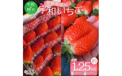 [農家厳選]かんちゃん農園 中粒特大セット 2箱(約1.25kg) 新鮮朝採り 宇和いちご