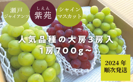 KF-B029【きよとう】＜2024年すぐ発送！＞贅沢な食べ納め！人気品種の特大３房入（ｼｬｲﾝﾏｽｶｯﾄ･瀬戸ｼﾞｬｲｱﾝﾂ・紫苑） 1101810 - 岡山県真庭市