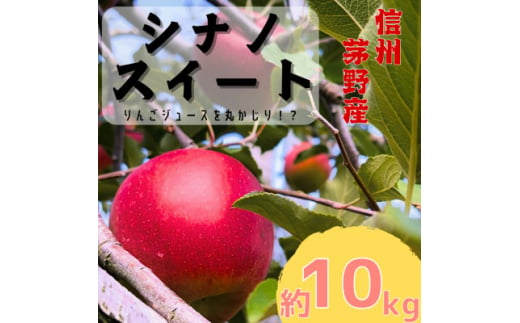 りんご シナノスイート 約10kg (24～36玉) 長野県茅野市　八ヶ岳 蓼科 信州のりんご【1555664】 1504644 - 長野県茅野市