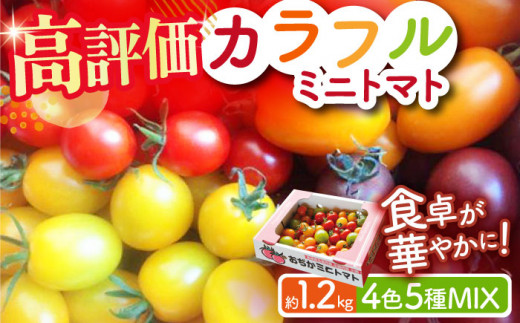 【12/22入金まで年内発送】4色5種MIX カラフル ミニトマト 約1.2kg トマト ミニ トマト 人気 トマト とまと【小値賀町】《りんたろうふぁ～む》 [DAE001] 397140 - 長崎県小値賀町