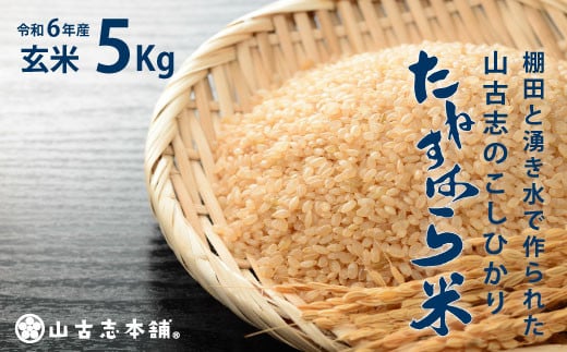 G3-10A旧山古志村のこしひかり「たねすはら米」玄米5kg（新潟県産コシヒカリ） 280224 - 新潟県長岡市