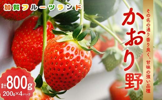 【先行予約】いちご かおり野 生食用 石川県加賀市産 800g（200g×4パック）2025年2月～4月下旬までに発送 いちご イチゴ 苺 かおり野 フルーツ 果物 くだもの 生果実 F6P-1995