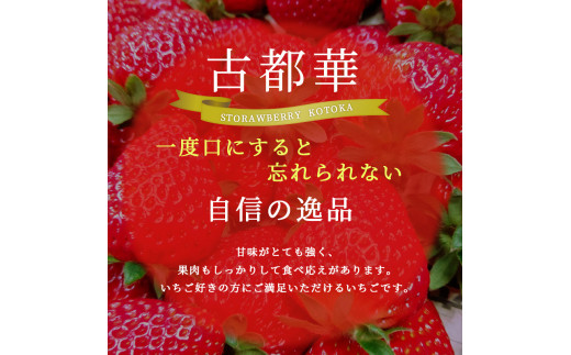 奈良県大和郡山市のふるさと納税 佃農園のこだわり完熟 古都華 【いちご】 [№5990-0476]