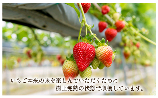 愛媛県西条市のふるさと納税 【先行予約】 水の都 西条市産  「 樹上完熟 レッドパール 」 1箱（化粧箱入り）9玉・12玉・15玉のいずれか　2025年2月～4月頃発送　苺 レッドパール 完熟 いちごマム