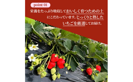 奈良県大和郡山市のふるさと納税 佃農園のこだわり完熟 古都華 【いちご】 [№5990-0476]