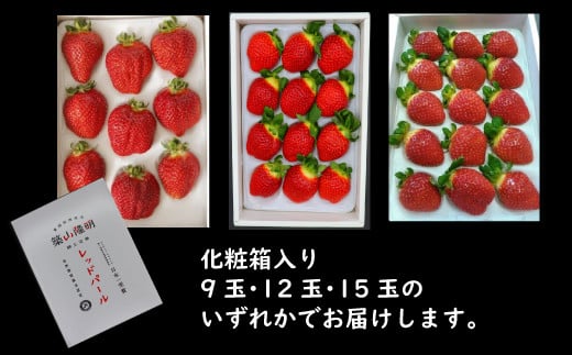 愛媛県西条市のふるさと納税 【先行予約】 水の都 西条市産  「 樹上完熟 レッドパール 」 1箱（化粧箱入り）9玉・12玉・15玉のいずれか　2025年2月～4月頃発送　苺 レッドパール 完熟 いちごマム