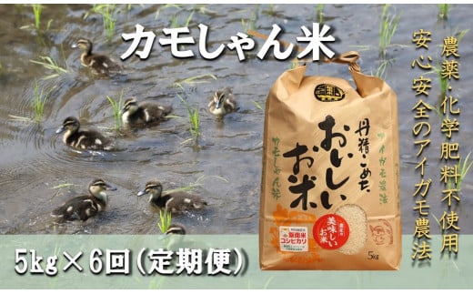 [6回定期便]島根県飯南町産コシヒカリ 「カモしゃん米」5kg [ アイガモ あいがも 合鴨 かも カモ コシヒカリ お米 農家直送 無農薬 化学肥料不使用 玄米 精米 選択可能 安心 安全 新米 令和6年度産 D-150]