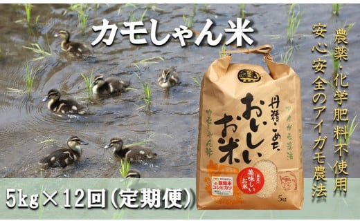 【12回定期便】コシヒカリ （精米）カモしゃん米5kg 【 アイガモ あいがも 合鴨 かも カモ コシヒカリ お米 農家直送 無農薬 化学肥料不使用 精米 安心 安全 新米 令和6年度産 D-151 】 1493072 - 島根県飯南町