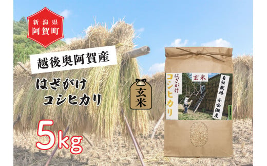 《令和6年産米》越後奥阿賀産はざがけ（天日干し）コシヒカリ　玄米5kg（1袋） 1520310 - 新潟県阿賀町