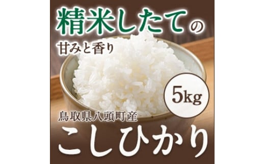 特別栽培米コシヒカリ5kg 1504521 - 鳥取県八頭町