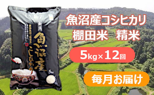 S172P282 【令和6年産 新米予約】魚沼産コシヒカリ・棚田米 白米5kg×12回（毎月）早期受付 2024年9月下旬頃より発送開始 白米 魚沼  米｜ふるラボ