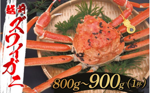 【選べる重さと配送月！】越前ズワイガニ 800g～900g×1杯[F-10304c] / ズワイガニ ずわいがに 蟹 カニ かに 海鮮 越前ガニ 福井県鯖江市 1509008 - 福井県鯖江市