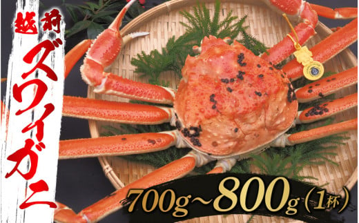 【選べる重さと配送月！】越前ズワイガニ 700g～800g×1杯 [F-10304b] / ズワイガニ ずわいがに 蟹 カニ かに 海鮮 越前ガニ 福井県鯖江市 1509007 - 福井県鯖江市