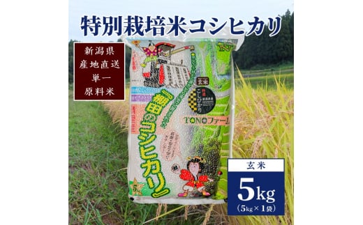 【50セット限定】令和5年産 新潟上越清里産 特別栽培米コシヒカリ5kg(5kg×1袋)玄米 こしひかり 米 上越産