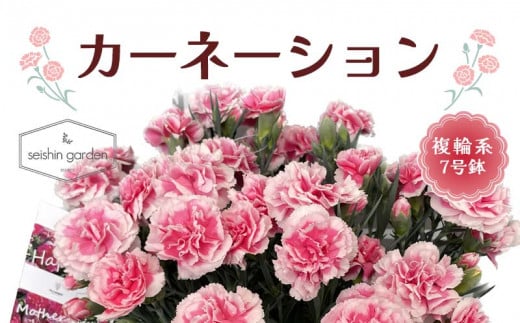 【2025年5月11日母の日】贈答用 No.7 CARNATION カーネーション 複輪系 7号鉢 2025年4月下旬から順次発送 母の日 花 フラワー 鉢植 植物 贈り物 プレゼント ギフト 埼玉県 本庄市 F5K-500 1508421 - 埼玉県本庄市