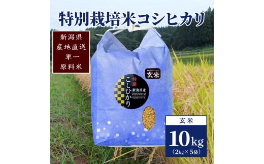 【50セット限定】令和5年産 新潟上越清里産 特別栽培米コシヒカリ10kg(2kg×5袋)玄米 こしひかり 米 上越産 1249794 - 新潟県上越市