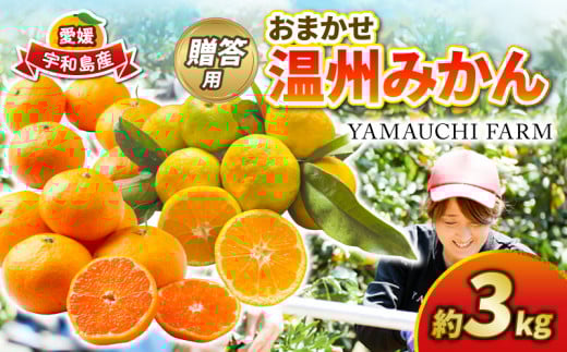 みかん 贈答用 おまかせ 温州みかん 3kg YAMAUCHI FARM 愛媛みかん 極早生 早生 南柑20号 愛媛蜜柑 愛媛ミカン うんしゅう 玉津 みかん mikan 先行予約 果物 フルーツ 柑橘 濃厚 甘い 甘味 蜜柑 産地直送 農家直送 数量限定 国産 愛媛 宇和島 B010-084003 2150278 - 愛媛県宇和島市