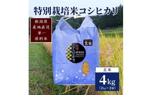 【50セット限定】令和5年産 新潟上越清里産 特別栽培米コシヒカリ4kg(2kg×2袋)玄米 こしひかり お米 上越産