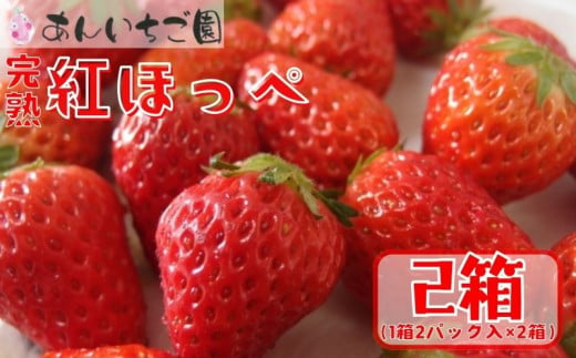 いちご 紅ほっぺ 4パック  ( 2025年 1月 以降 発送予定 ) 期間限定 人気 果物 フルーツ 新鮮 旬 冬 春 ケーキ ショートケーキ デザート ギフト 贈り物 贈答 イチゴ 苺 ストロベリー 徳島県 吉野川市 あんいちご園 643262 - 徳島県吉野川市