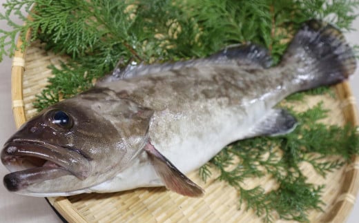 長崎の森で育てた『幻のクエ』 まるごと 一本 600g ／ 海鮮 魚介 刺身 クエ 鍋 高級魚 長崎県 長崎市 1505977 - 長崎県長崎市